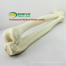 WHOLESALE SIMULATION BONE 12315 Medical Anatomy Artificial Femur + Tibia Bone , Orthopaedics Practice Simulation Bone